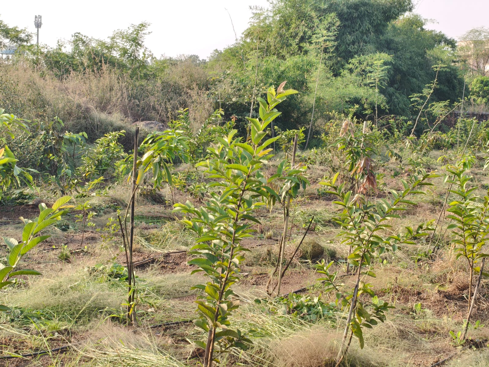 vijayrajrahee Ecosattva
